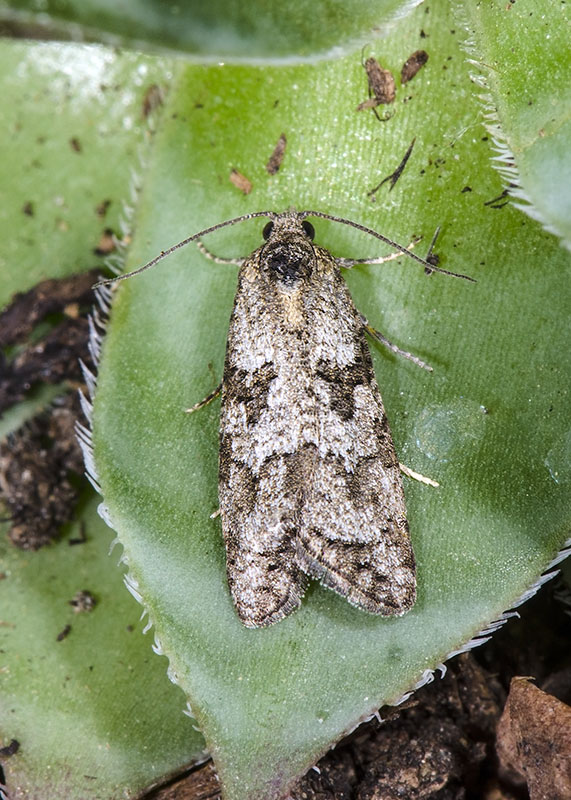 Tortricidae -  Cnephasia communana (Cfr)